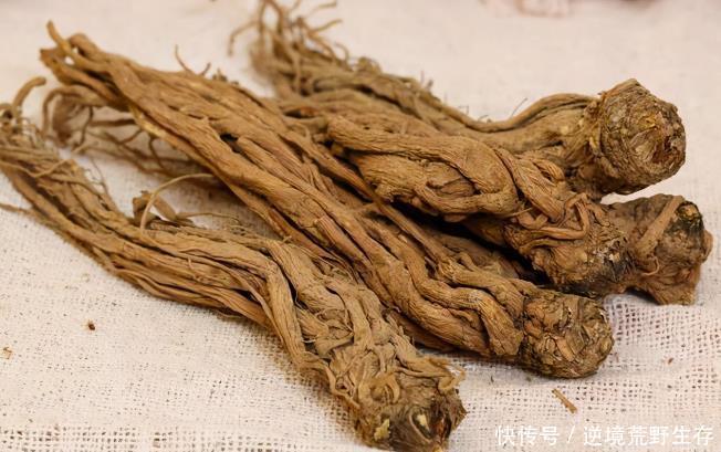 食用|当归的作用与功效是什么有几个益处,确实很亮眼