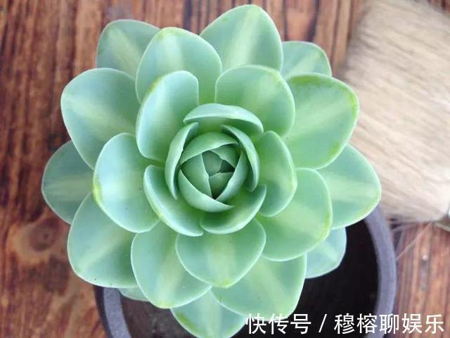 叶子|多肉叶片“发软”怎么办浸盆晒太阳，轻松就解决！