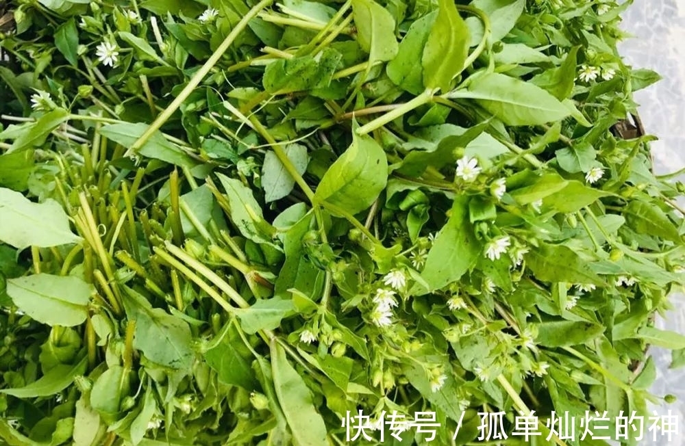 农村|农村田间常见野草，却是春季极品野菜，比豌豆尖还滑嫩，可别错过