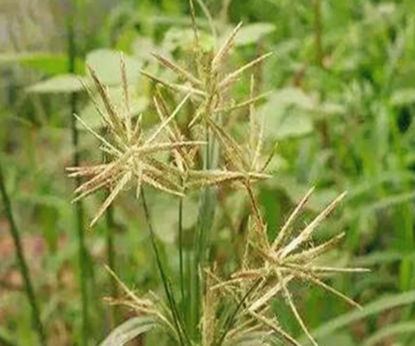 莎草科|别再当杂草了!它叫香附子,是田间珍贵野生草药,早知早受益