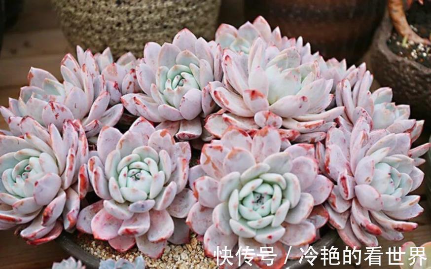 6种经典的粉色系多肉,叶片肥厚颜值高,仙气十足惹人爱