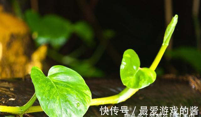 养绿萝只会浇水怎么行,学会加点“小东西”,枝繁叶茂绿油油!