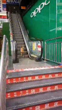 |搞笑GIF:这是谁家的狗子,再每天来这里锻炼身体,我们可要收费了