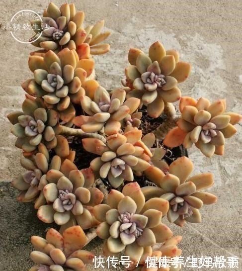 板结|多肉植物遇到这8种情况，需要翻盆换土，最后一种考验养功！