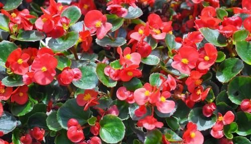 4种花，好看又好养，15天喂一次大补肥，花朵爆满盆