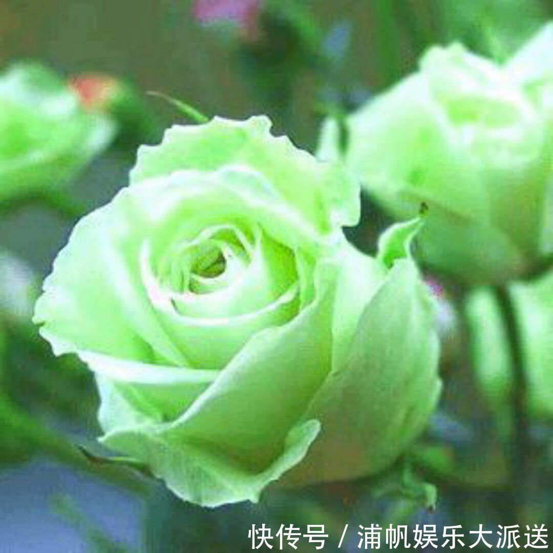 玫瑰|“绿玫瑰”象征永不老去的爱情，开花颜色特别，家庭必备情侣首选