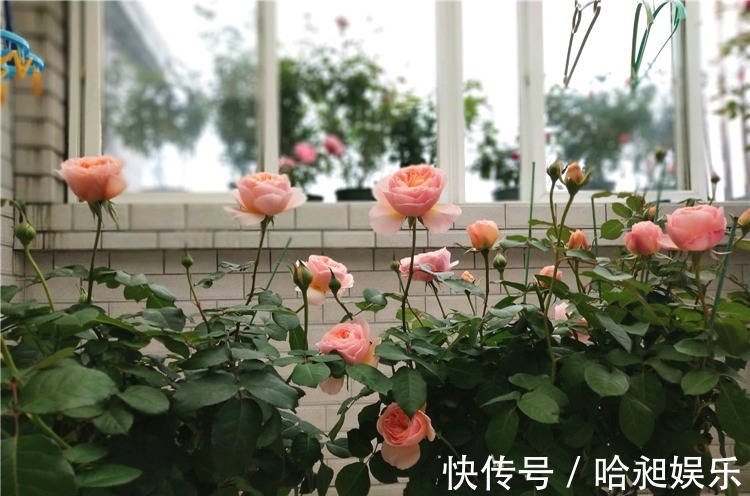 养月季,协调好3地方,月季越长越旺盛,一年四季花开不断!