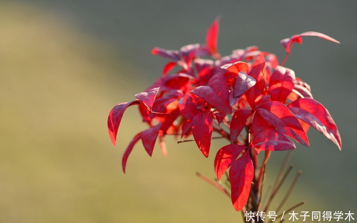 越冷叶子越红,对环境无要求,这样的植物你养过吗?