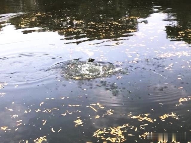 钓鱼|钓鱼圈的这几个“怪事”,大部分钓鱼人都遇到过