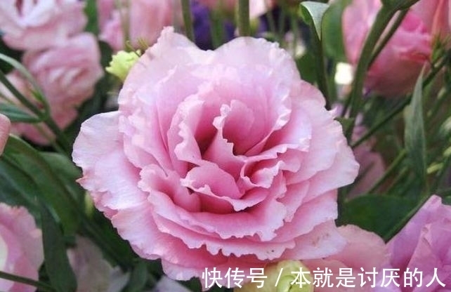 此款花卉便宜又好养,好养易活不招虫,养在哪里都爆盆,好运到来