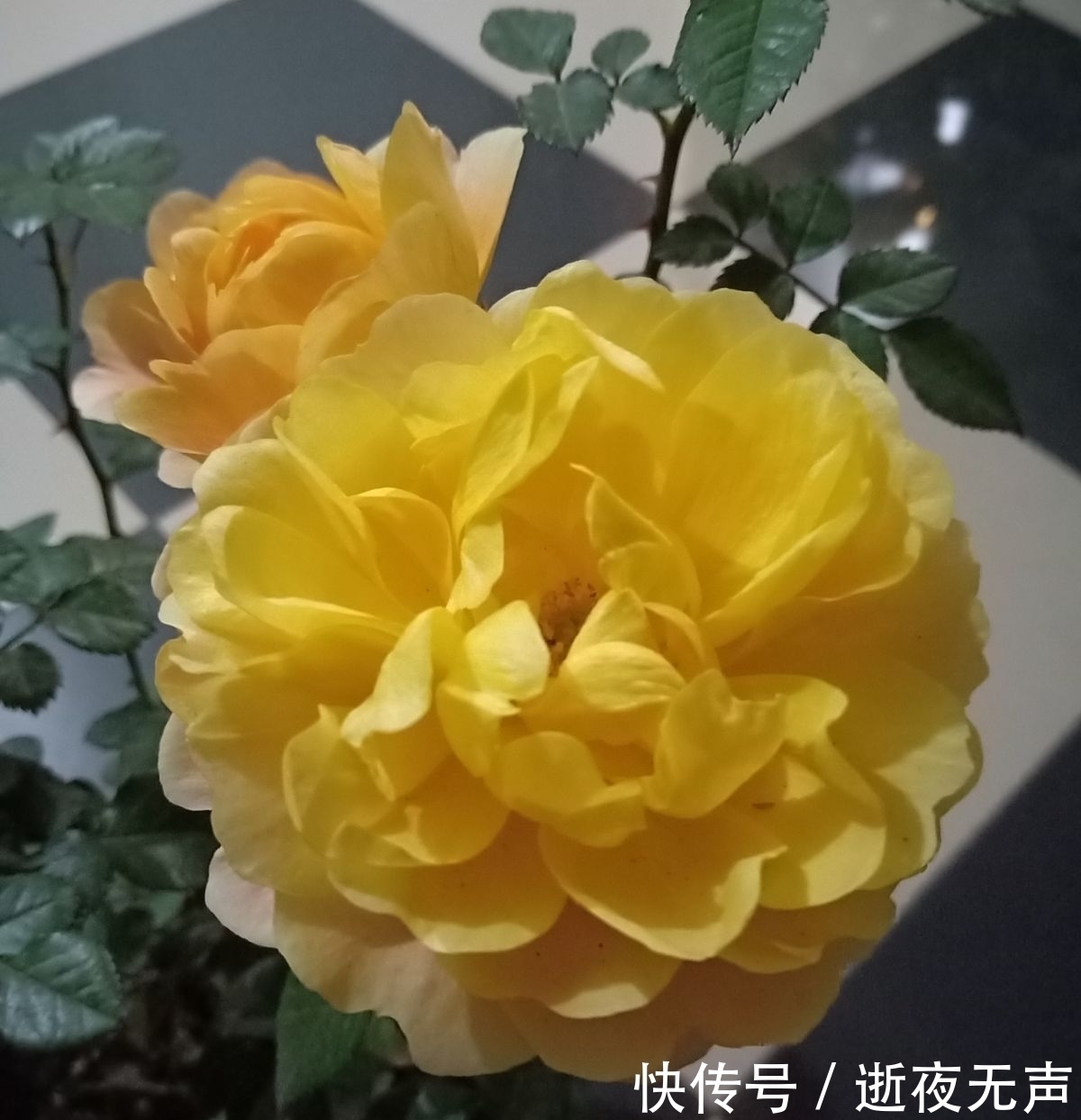 植物|倒春寒来袭,养花5件事不能做,不然花熬不过去全死了
