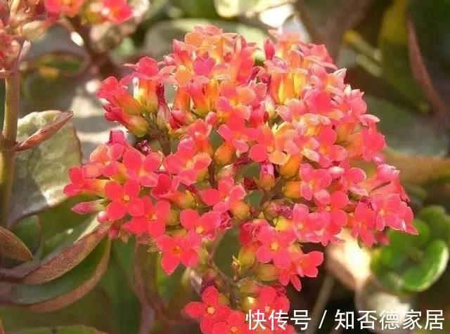 虎皮兰虎尾兰|6种绿植怎么养都不会死,怪不得这么多人喜欢