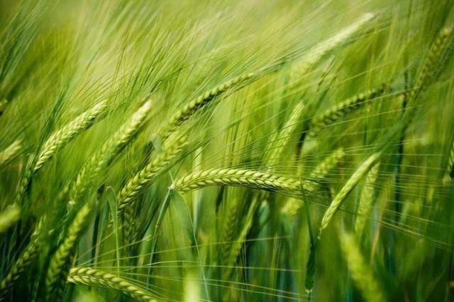 俗语|立夏将至,俗语“立夏见夏”啥意思,立夏夏至有啥不同答案来了