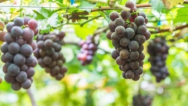 山药|湿气最“怕”三种蔬菜,若经常端上饭桌,祛湿排毒,无湿一身轻