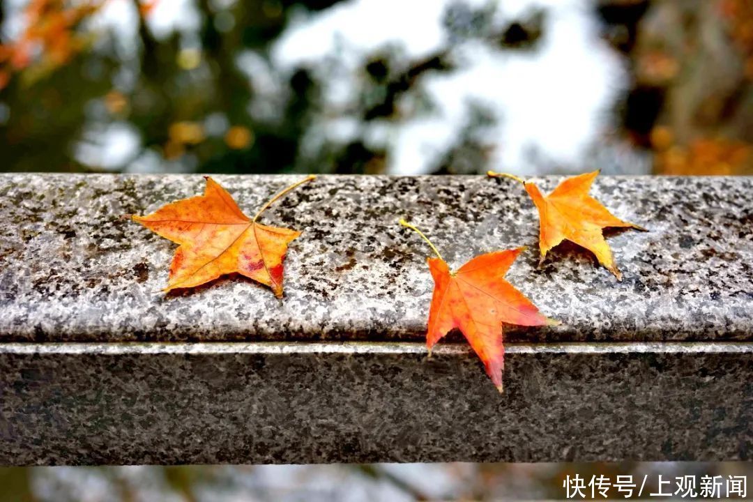 冬雨|冬雨浸润后的共青，别样动人