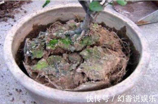盆土板结怎么办“这种水”帮你解决，浇一点盆土松软，不再板结