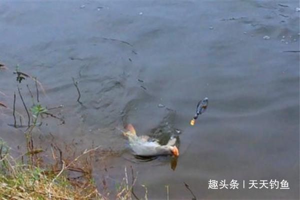 钓鱼技巧这种钓法很奇特,鱼钩挂珠子不挂饵,也能轻松钓大鱼