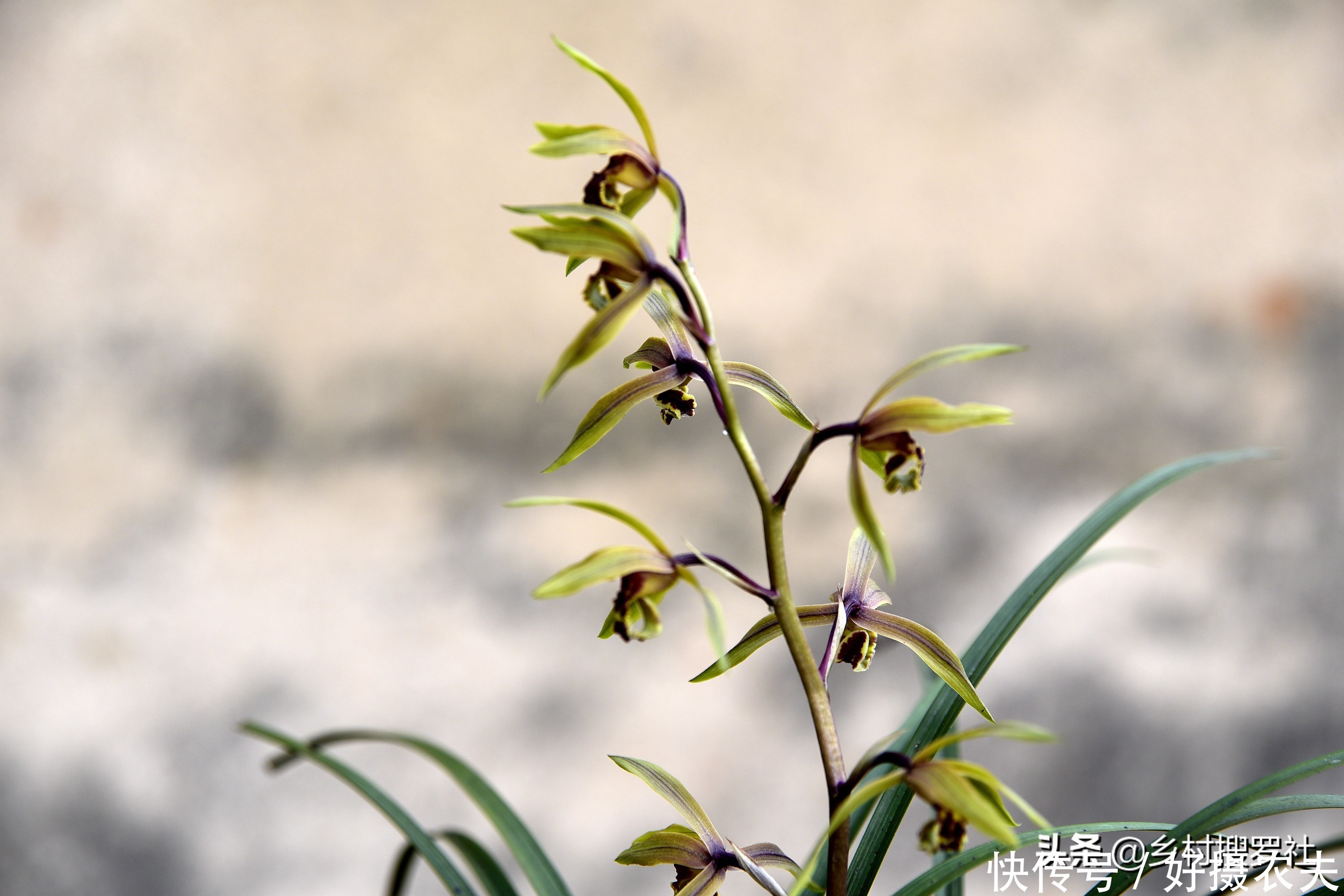 兰花|五月份的兰花最怕什么?施肥操作不当,15天兰花根烂苗枯