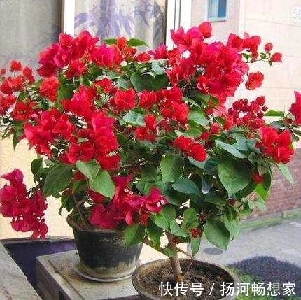 三角梅不开花春天记得做好2点,花芽嗖嗖冒,一年开花180天