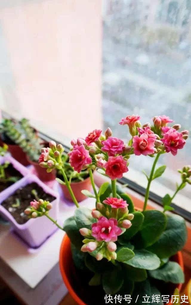 16种花被誉为冬日里的“开花机器”,喜欢就可以养起来,又美又香