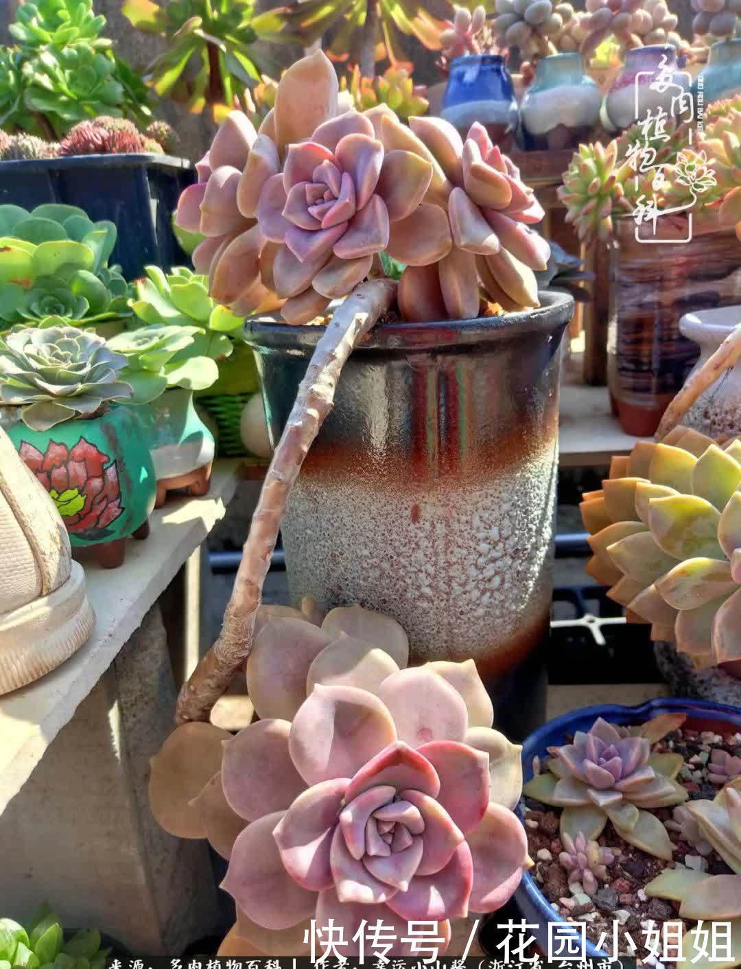 大棚|多肉赠与人间绝色，也赋予我春暖花开！