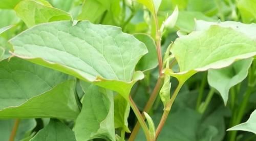 养颜|中年人预防衰老，好的食物轮换吃，排毒养颜，增强体质，气色好了