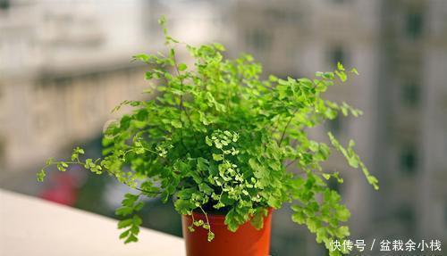 富贵竹|6种耐阴花，最怕太阳晒，家里采光不好也能养，看看你养了几种？