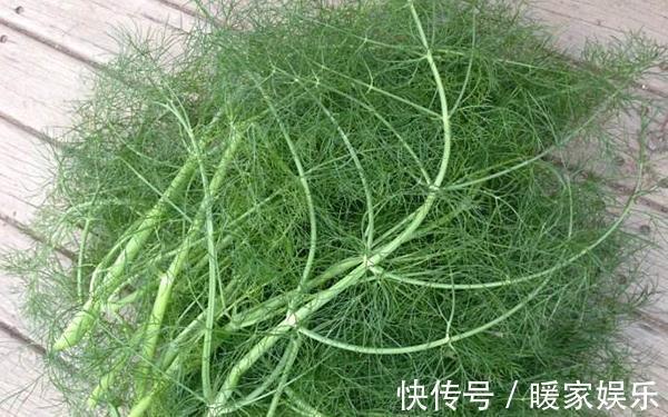 胃病|这种植物乡下人嫌弃味道大不吃,却不知道它是胃病克星,浑身是宝