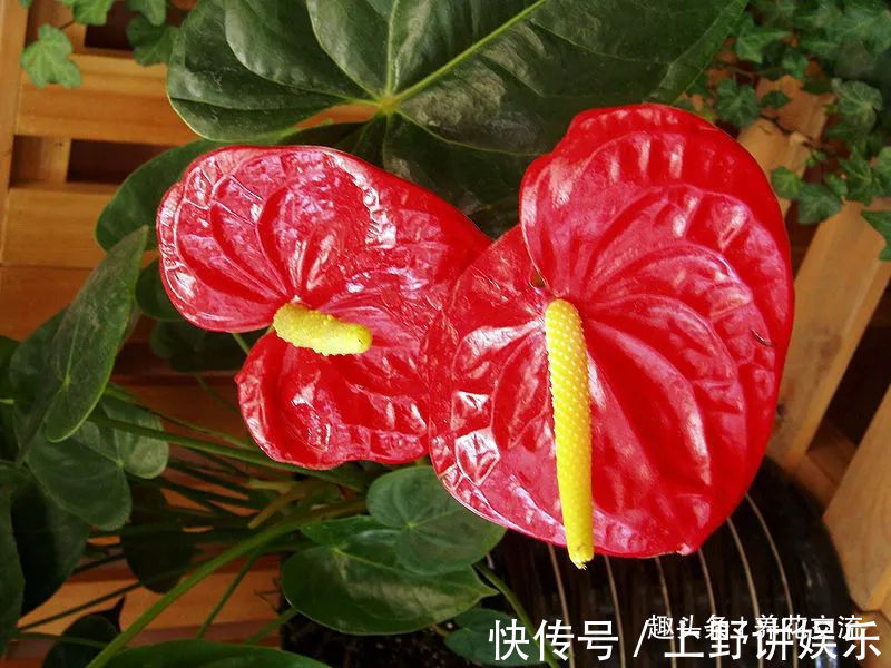 红掌养了大半年不见长，还有黄叶病叶，处理都简单，想开花就难了