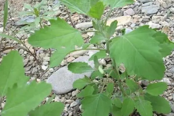 荠菜|野菜中的“4金刚”，钙含量是牛奶的2倍，吃过的人都说好！