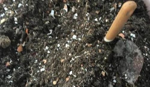 植物|想要酸性土养花该怎么弄兑点它们,喜酸植物不再黄叶掉花苞