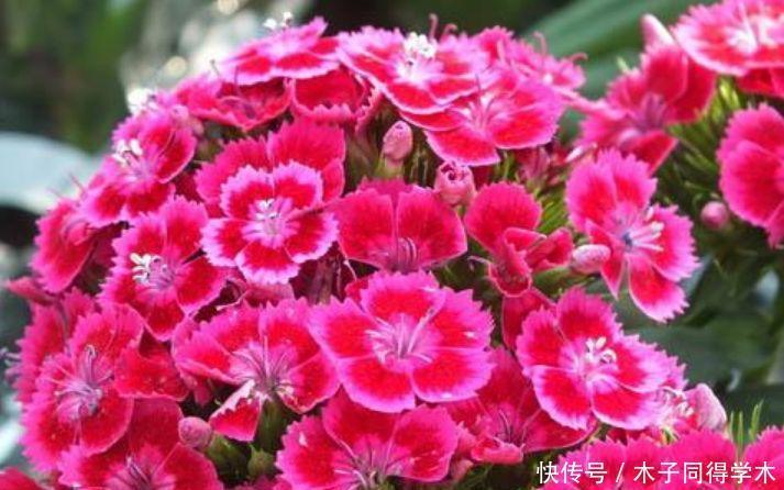 4种花养家里,空气清香去异味,花开枝繁叶茂