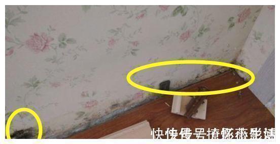 户主会|家里不贴墙纸,如今出现这种“新玩意”,及时再久也不会发霉,省钱