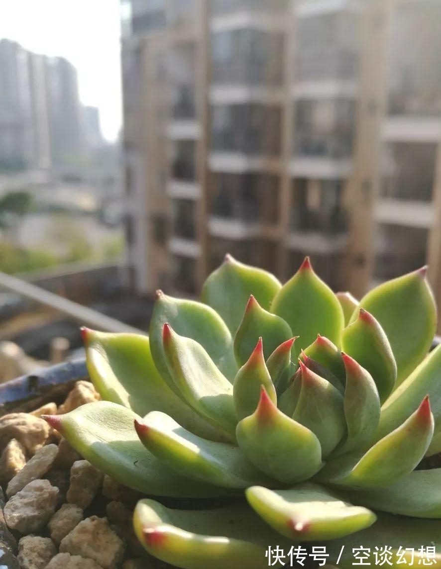 姬胧月好养活,叶子插入土里会生根,后期管理要注意这些