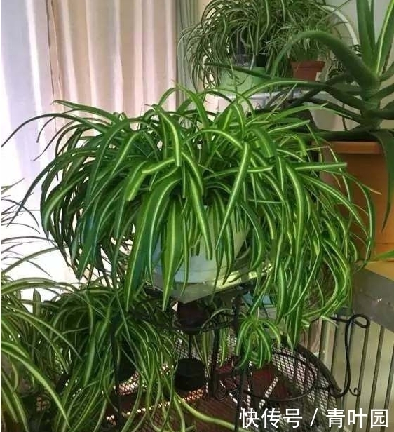 养花不要太勤快，这些花越懒的人养越爆盆！