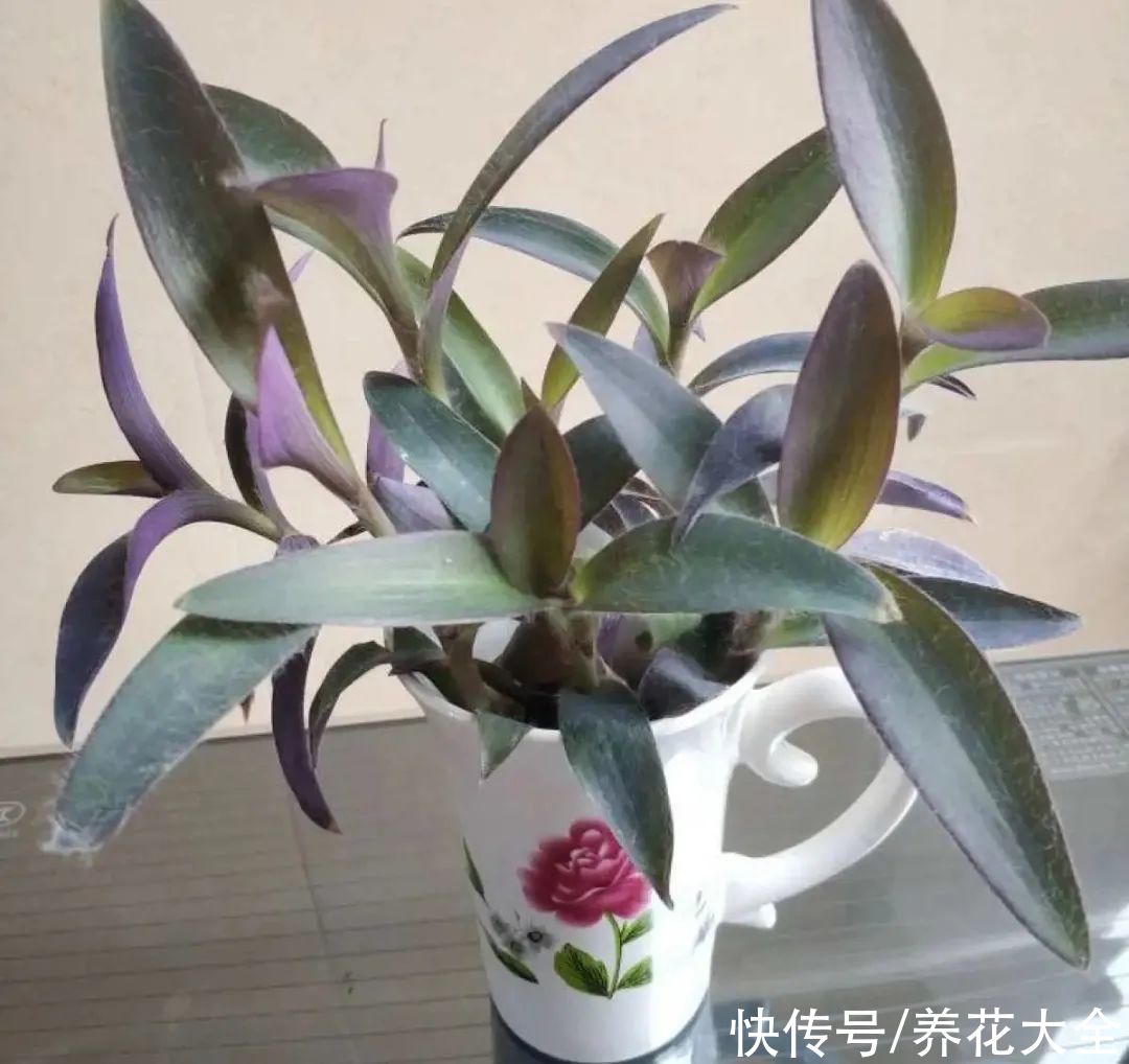 半死不活的花，扔水里，突然长疯了