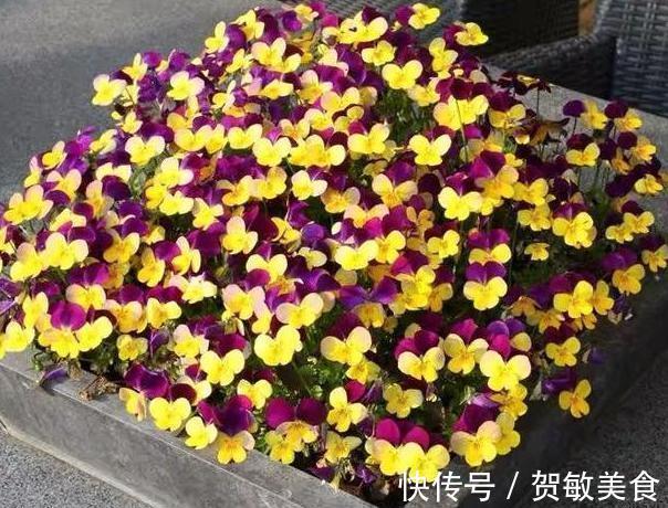 花肥|养花就用它做花肥,半年追加一次,比柳枝水、阿司匹林实用