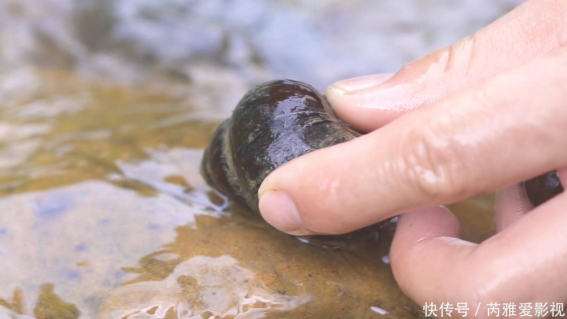 田螺|手把手教你做宵夜,炒一锅大田螺,吃得特别爽!