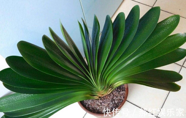 夏季|养君子兰学会四季浇水方法,根系长满盆,叶子绿出油