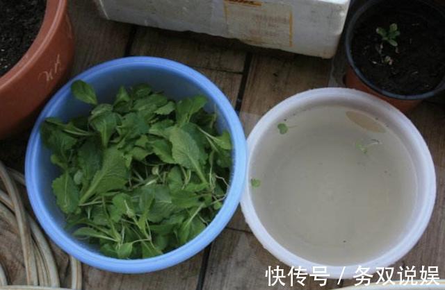 家里的3种“肥水”,放着没用,浇在花盆上就是“营养液”,值