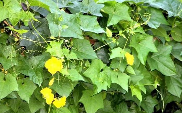 絲瓜是個寶，功效真不少！