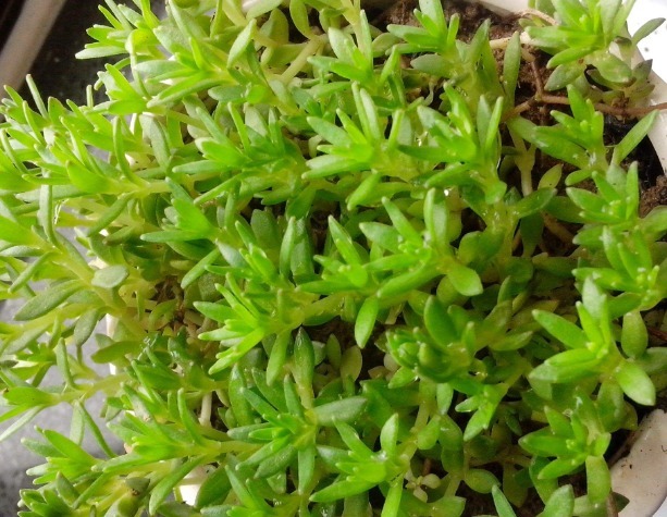 这些多肉可以吊起来养,超级好养活,放在阳台上养如瀑布般绚丽