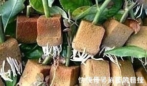 养活|这5棵“树”太贵了,偷偷摘一截枝条就养活了,不用花钱买啦!