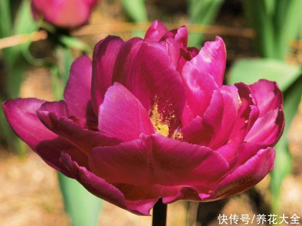 这么多花，为什么偏偏牡丹是“花中之王”？看完你也得服