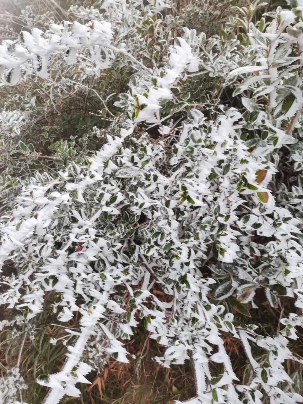 气温|大明山绝美雾凇已到货，美了美了！