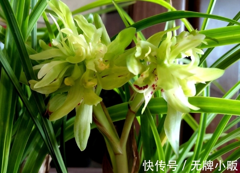 此兰花是“十大奇花”之首,花型奇特,曾千金一苗,现物美价廉