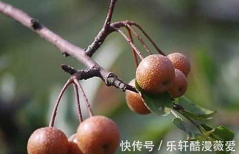 棠梨子|在農村很常見的8種野果，在農村長大的你，都吃過嗎