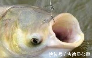 鱼钩|别人钓鲢鳙都是正口,你还在锚鱼?是你忽视了这三个问题