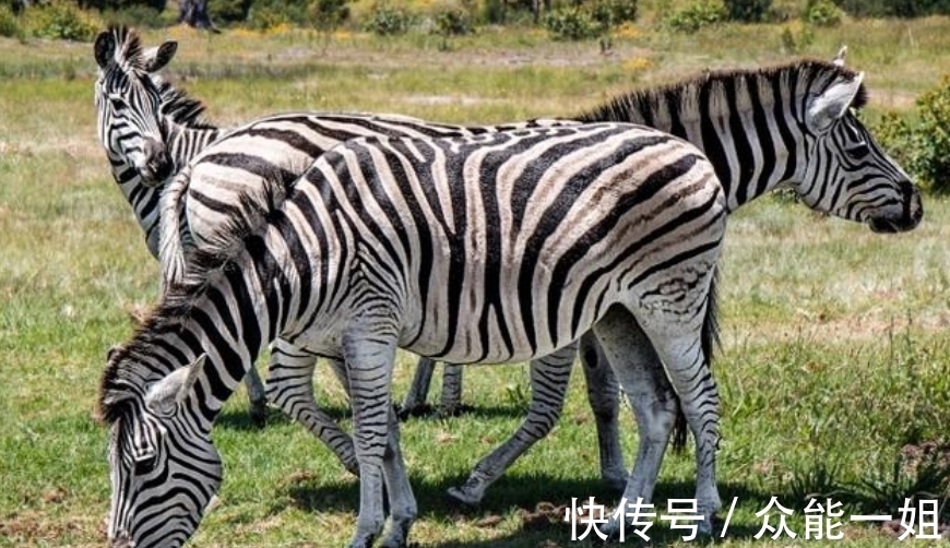 雀鹰|完全冻结的木蛙，与人类指纹几乎相同的考拉，你不知道的生物知识