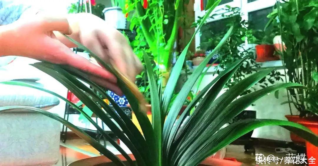 最怕晒的10种花，赶快搬进屋，否则会死掉